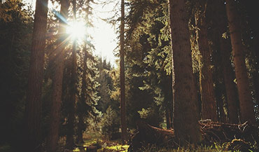 Floresta